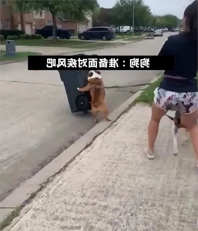 斗牛犬为啥每次都故意撞翻垃圾桶？知道真相后我不厚道的笑了！哈