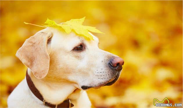 趣谈世界名犬（二）