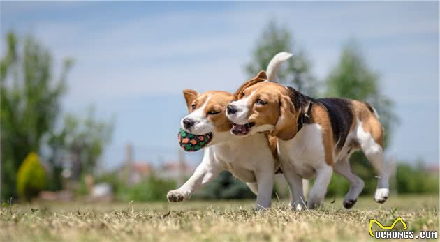 什么是犬髋关节发育不良？犬髋关节发育不良是哪些原因导致的？