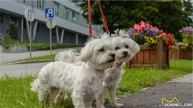 什么是犬髋关节发育不良？犬髋关节发育不良是哪些原因导致的？