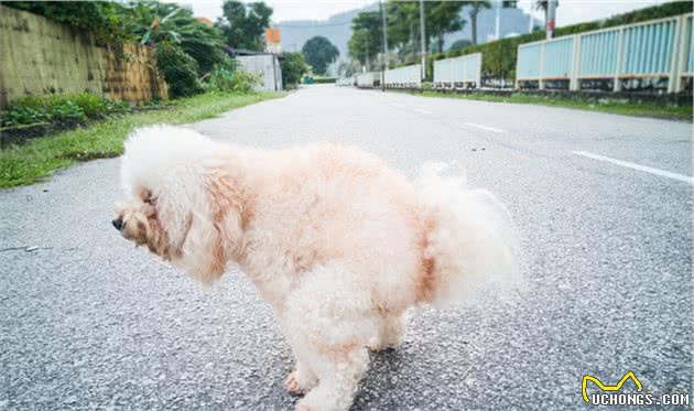 新手必会：如何训练狗狗定点排便？