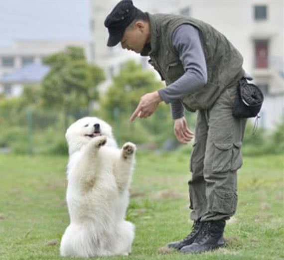 训犬师就是训练狗狗而已？并没那么简单，细数训犬师的那些事