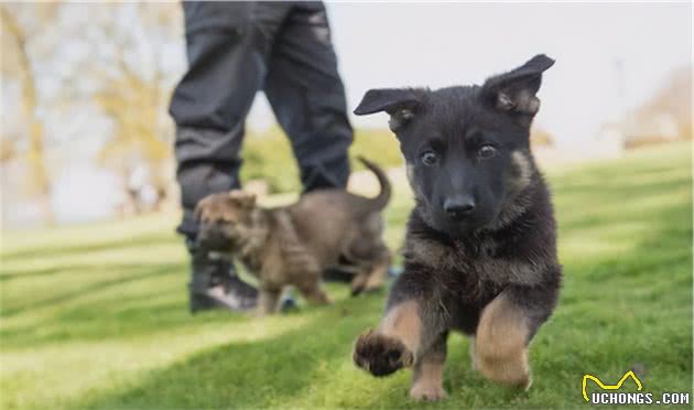 一批“不合格”的小警犬被警方淘汰，开放领养时被网友抢疯了……