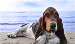 寻根问祖系列（120）：巴吉度犬（BassetHound）