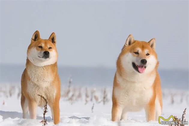 下大雪也要出门！主人冷得不行，柴犬却超开心在雪地“裸奔”