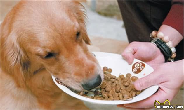 这几种“人食”真的不适合狗狗吃，这些危害，你别不知道