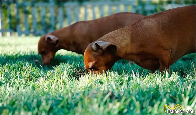 犬猫“怪癖”知多少？原来之前错怪它了