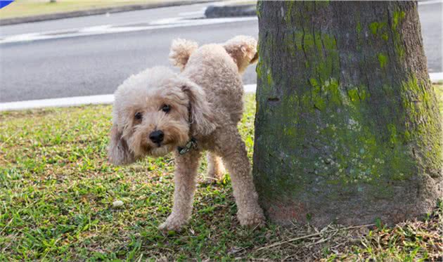 狗狗一出门就喜欢到处尿尿，这几个意思，你知多少？