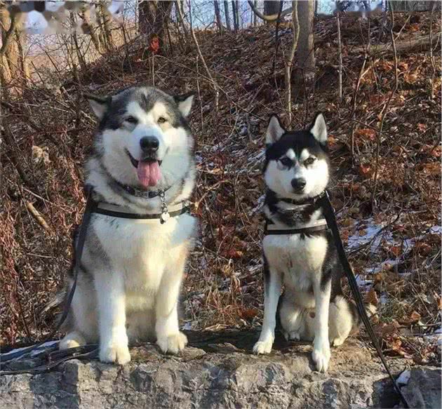 秋田与柴犬，傻傻分不清楚