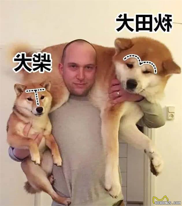 秋田与柴犬，傻傻分不清楚