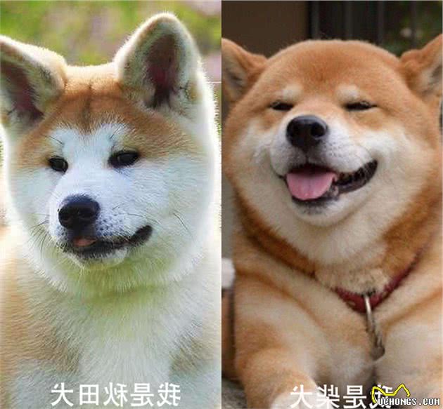 秋田与柴犬，傻傻分不清楚