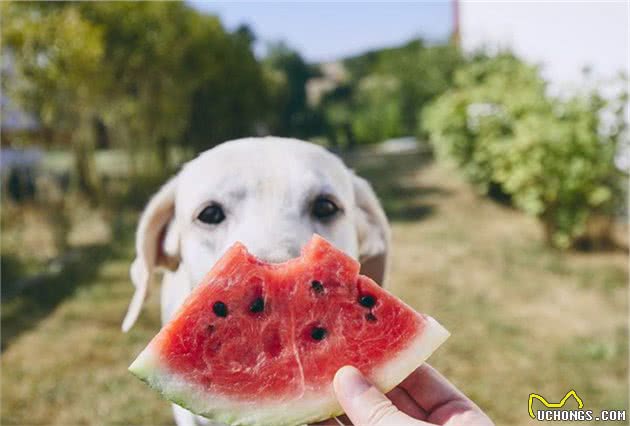 养狗科普：夏天不要给狗狗吃这些食物