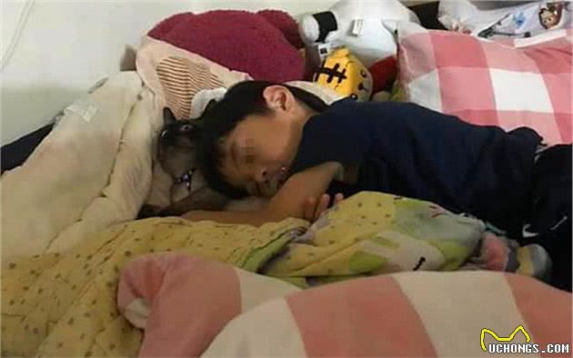 猫咪带娃会如何？暹罗猫现身说法：在多重身份中转换，很是心酸