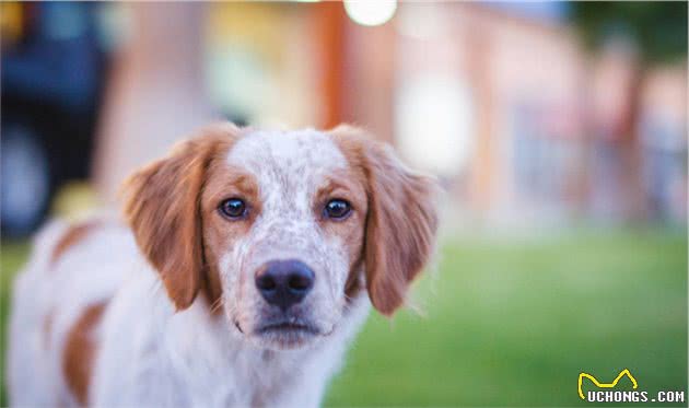 波利犬好养吗是个非常优秀的伴侣犬