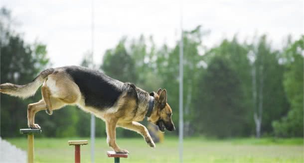 看家护院哪家强，我国“中华神犬”榜上有名