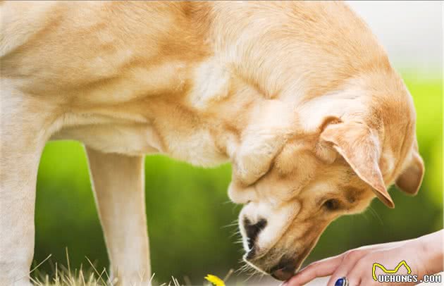 拉布拉多犬“正常体重”是多少？太瘦或太肥，分别该怎么办？