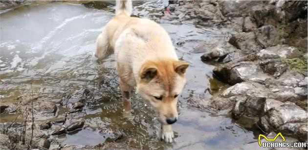 警犬中少见中华田园犬，并非土狗不争气，只因训犬成本太高！