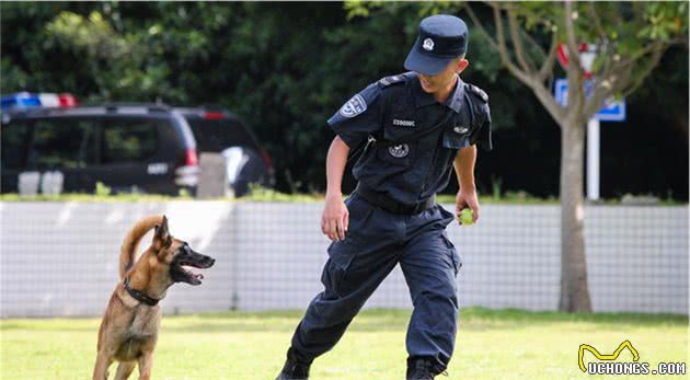 警犬中少见中华田园犬，并非土狗不争气，只因训犬成本太高！