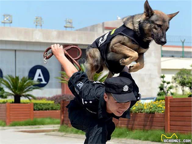 警犬中少见中华田园犬，并非土狗不争气，只因训犬成本太高！