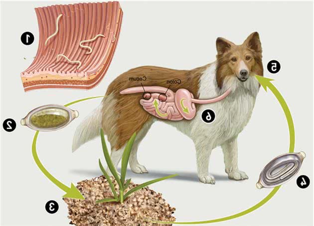 猫狗身上这些寄生虫，也能传染给主人，但不至于要把猫狗丢了