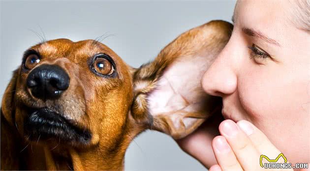 如何表达对自己爱犬的爱，让你家爱犬更听你的，让狗狗安静下来