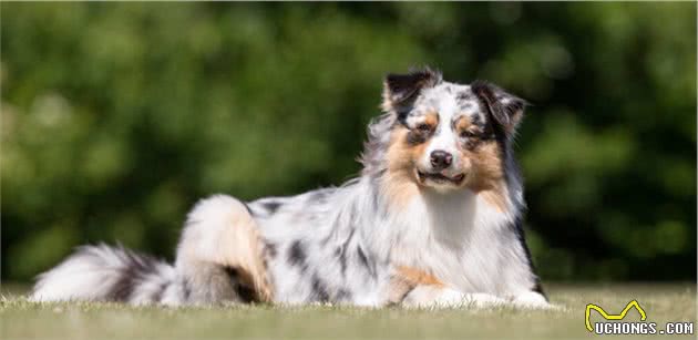 不多见的澳大利亚牧羊犬，比边牧性子沉稳，你更喜欢谁