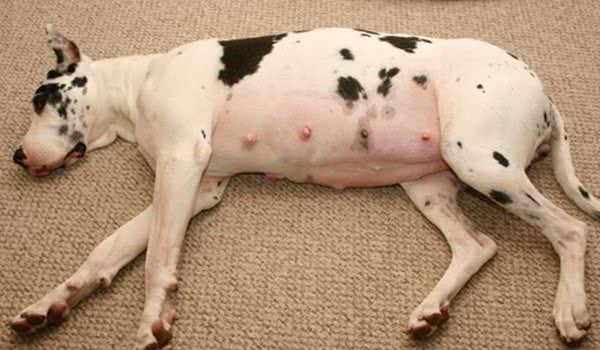 狗狗怀孕也有假!辛苦伺候几个月,到头来是个屁!你家的也是吗?