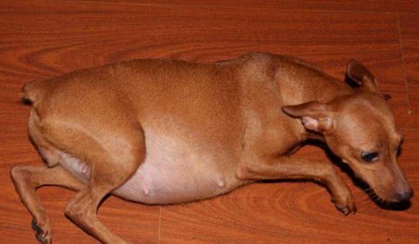 狗狗怀孕也有假!辛苦伺候几个月,到头来是个屁!你家的也是吗?