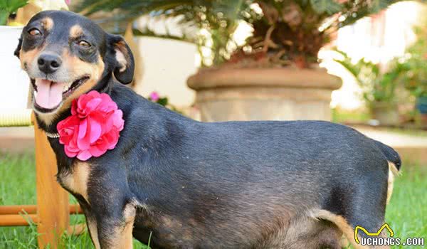 狗狗怀孕也有假!辛苦伺候几个月,到头来是个屁!你家的也是吗?