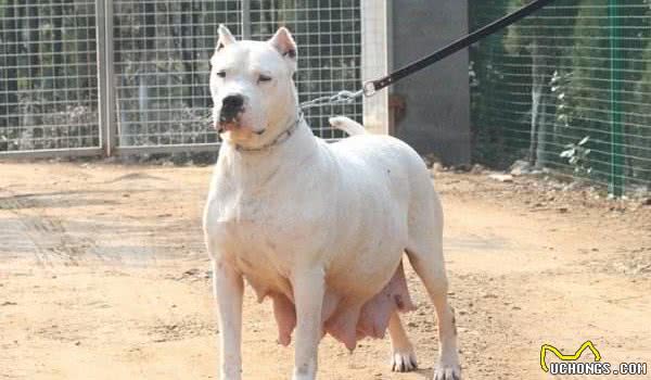 狗狗怀孕也有假!辛苦伺候几个月,到头来是个屁!你家的也是吗?