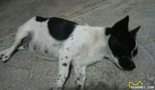 狗狗怀孕也有假!辛苦伺候几个月,到头来是个屁!你家的也是吗?