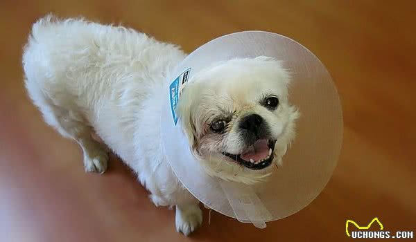 狗狗怀孕也有假!辛苦伺候几个月,到头来是个屁!你家的也是吗?