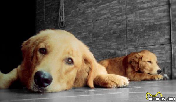 狗狗怀孕也有假!辛苦伺候几个月,到头来是个屁!你家的也是吗?