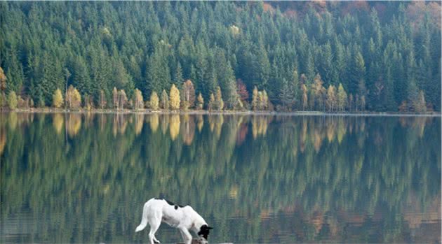 什么是犬幽门螺杆菌？狗狗感染了会怎么样？平时该注意什么？