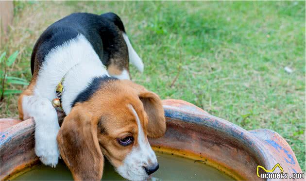 什么是犬幽门螺杆菌？狗狗感染了会怎么样？平时该注意什么？