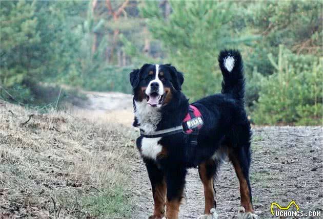 不逊于金毛的伯恩山犬，到底有哪些优缺点