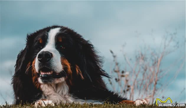 不逊于金毛的伯恩山犬，到底有哪些优缺点