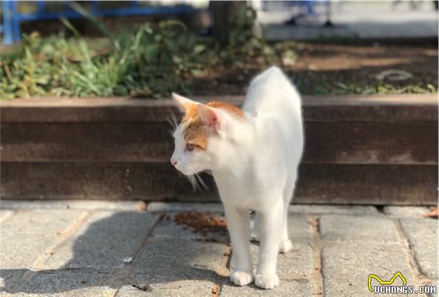 资深猫奴携神秘东方猫粮赴土耳其援猫！太壮观了，感受下……