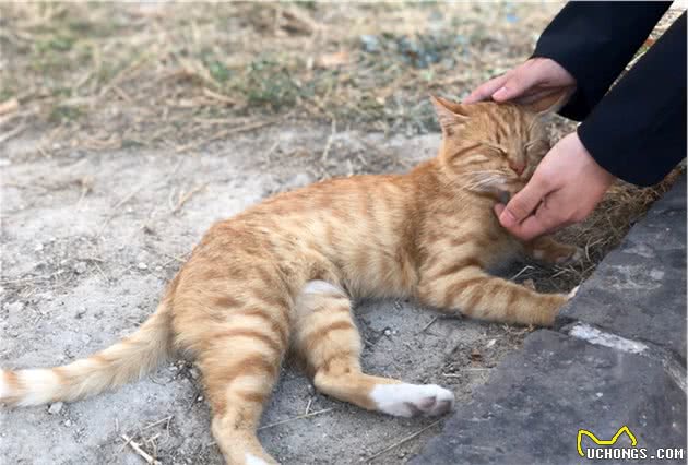 资深猫奴携神秘东方猫粮赴土耳其援猫！太壮观了，感受下……