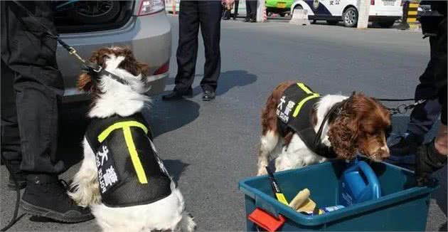 这些工作犬你知道吗？（二）