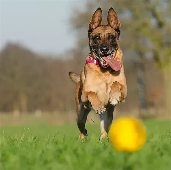 马犬的祖先竟然不是“马犬”，那是......