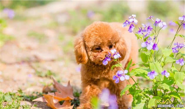 5种会对小孩不利的“小型犬”，为了孩子，还是别养了