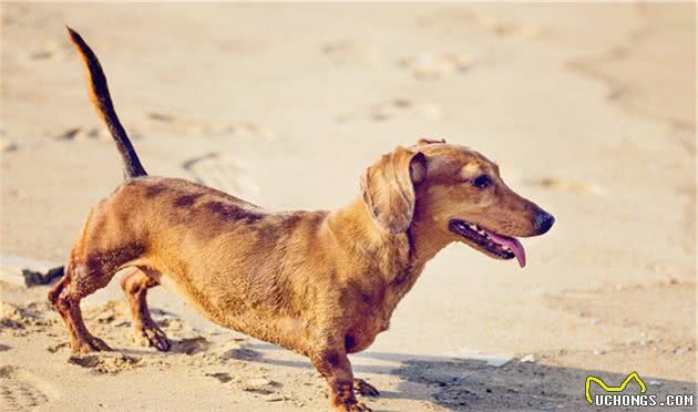 最受欢迎的7种小型犬，想好养哪一种没有？