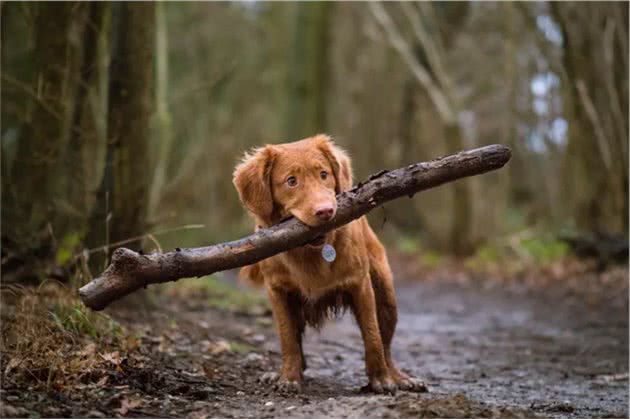 狗狗的犬龄怎么推算？最长寿的狗狗34岁相当于人几岁？