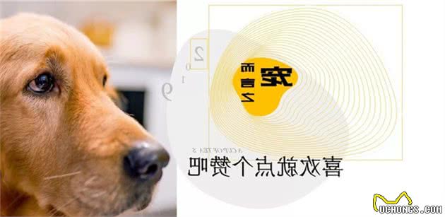 狗狗的犬龄怎么推算？最长寿的狗狗34岁相当于人几岁？