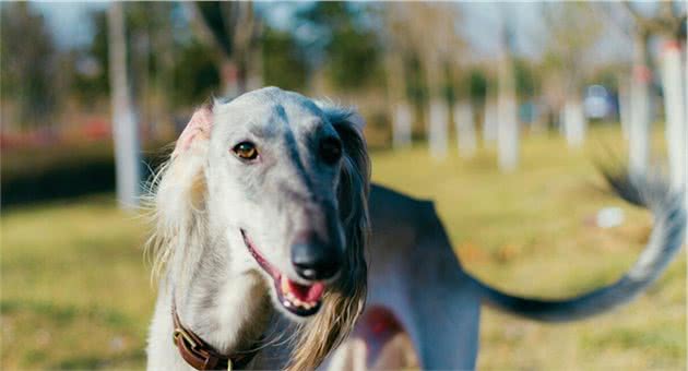 中国的本土犬种有哪些？认识10种以上的算你牛，看完又涨见识了