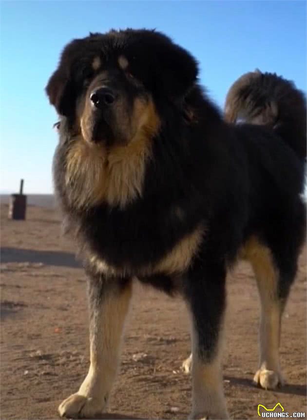 中国的本土犬种有哪些？认识10种以上的算你牛，看完又涨见识了