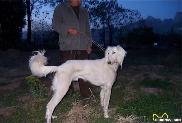 中国的本土犬种有哪些？认识10种以上的算你牛，看完又涨见识了