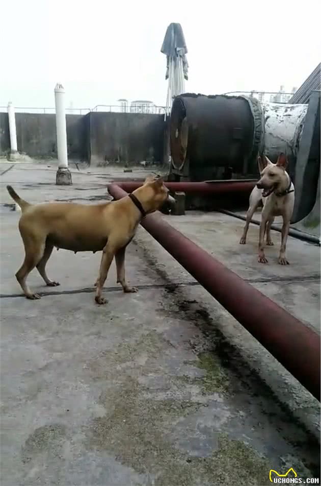 中国的本土犬种有哪些？认识10种以上的算你牛，看完又涨见识了