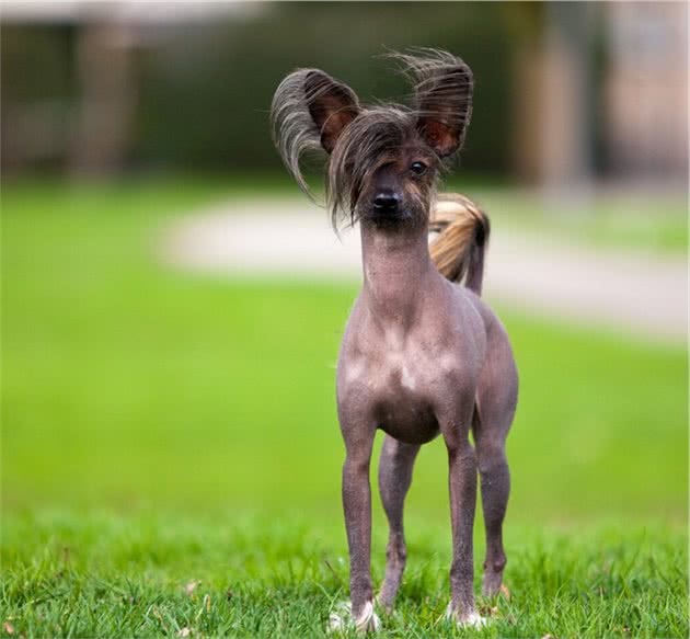 中国的本土犬种有哪些？认识10种以上的算你牛，看完又涨见识了